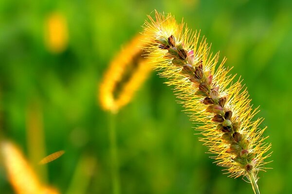 Grass in gold color