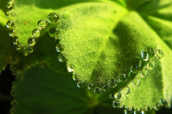 Dew drops on a leaf. Beads on a piece of paper