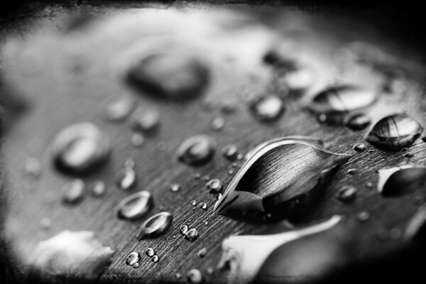 Las gotas en blanco y negro cubrieron el follaje