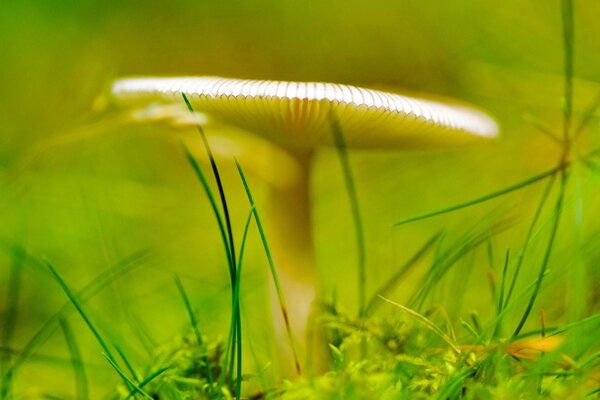 Mushroom surrounded by green blades of grass