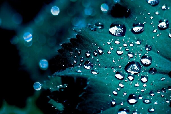 Fotografía macro de la hoja. Gotas de rocío transparentes