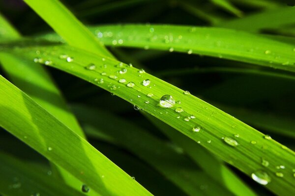 Gotas transparentes en hojas verdes