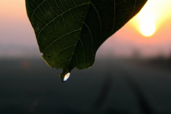 A drop of water under the sun