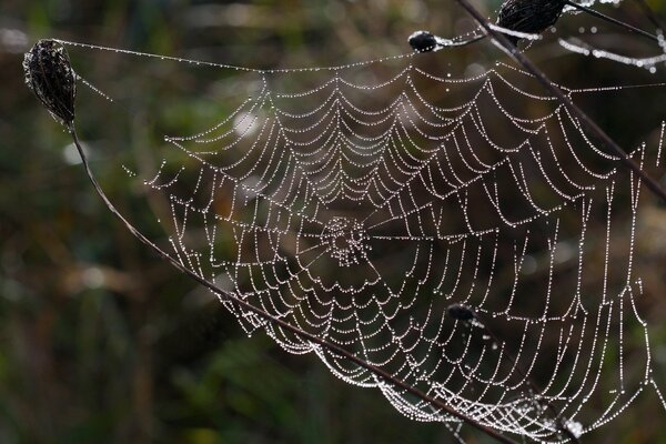 Telaraña en una rama con gotas de agua