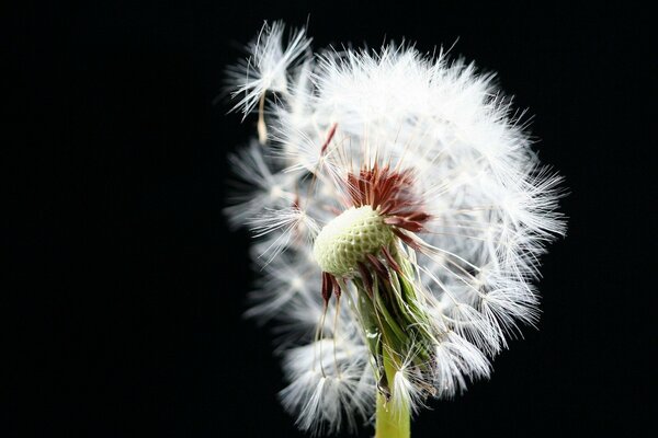 Flying dandelion on a black background