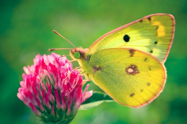 Una mariposa se sienta en una flor de trébol