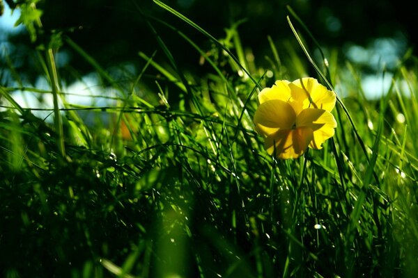 Herbe verte avec feuille jaune