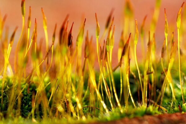 Belles pousses de plantes jaunes