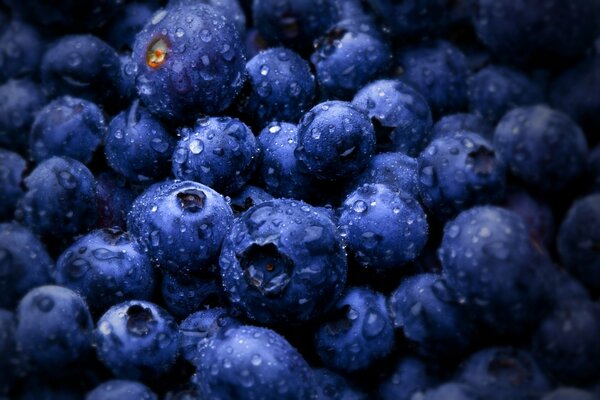 Water droplets on blueberries