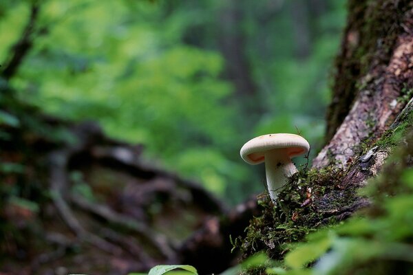 Mushroom with a white hat next to a tree in the forest