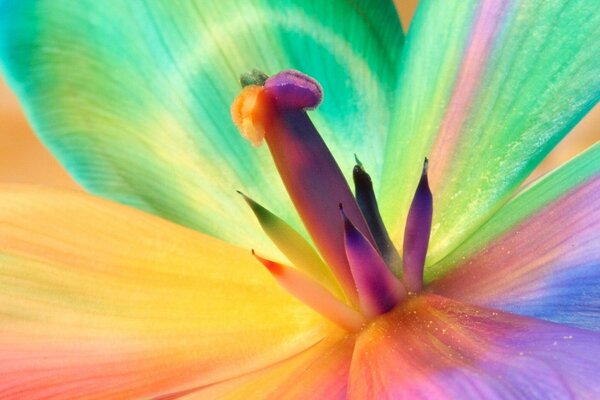 Estambres de flores de cerca