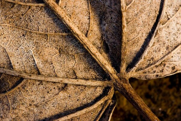 Macro shooting of a dry brown leaf