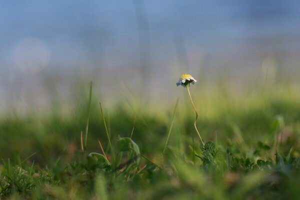 Einsames Gänseblümchen in der Mitte des Feldes