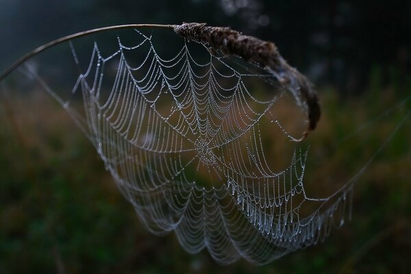 Cobwebs in drops of transparent dew