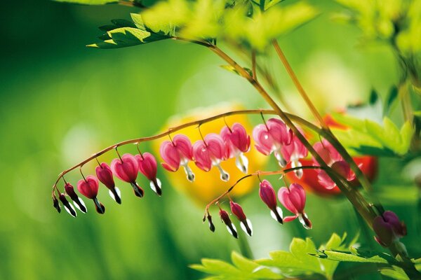 Mit rosa Blüten fließen Tautropfen ab