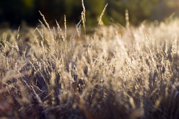 Gras im Herbst wird so auf dem Bild angezeigt, so sieht es aus