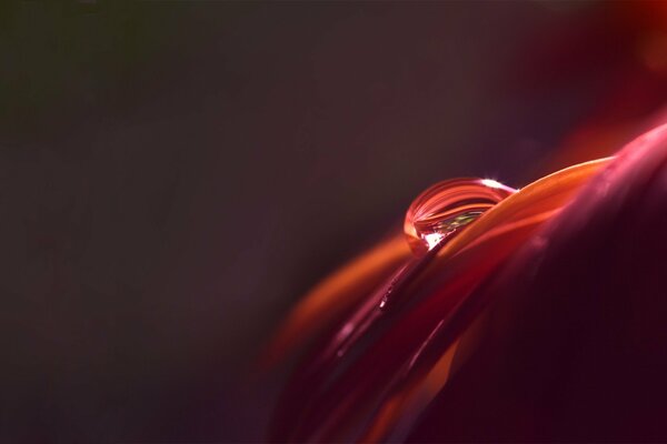 Goutte rouge sur un pétale cramoisi