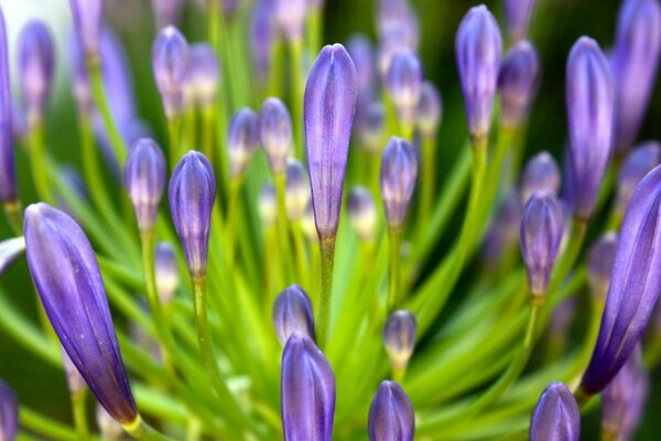 Fleur lilas quand la nuit ils s ouvrent