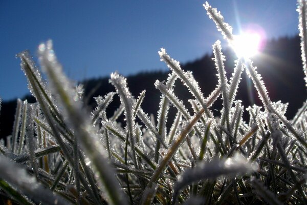 Erba innevata sotto i raggi del sole