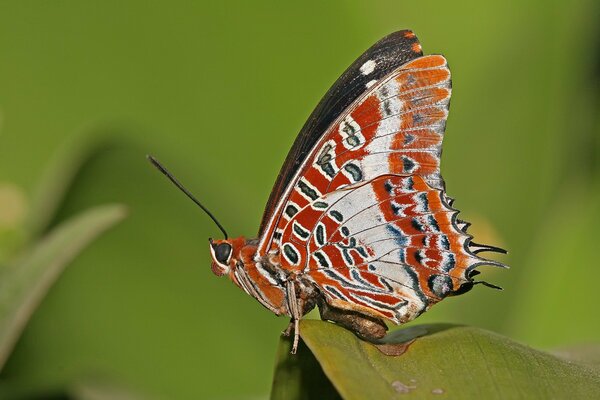 Papillon rouge assis sur une feuille