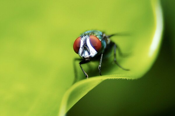 Makrofliege sitzt auf einem Blatt