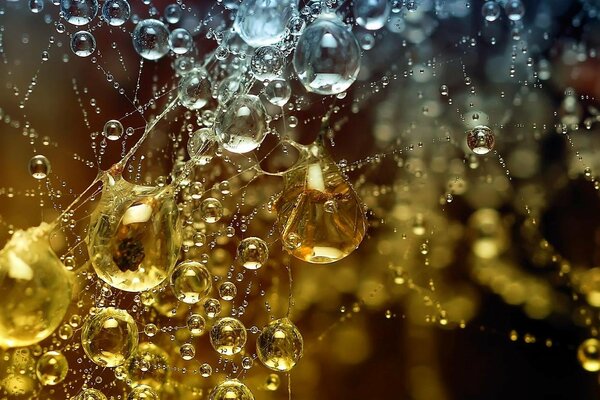 Spider web close-up in water droplets