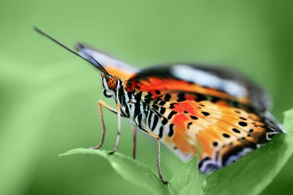 Ein Schmetterling sitzt auf einer grünen Pflanze von einem schönen Mann