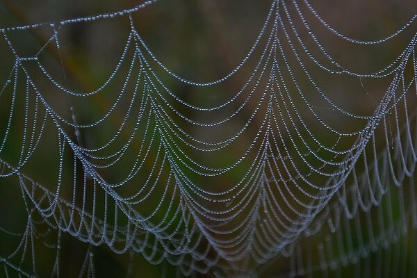 Las gotas cuelgan de una enorme telaraña