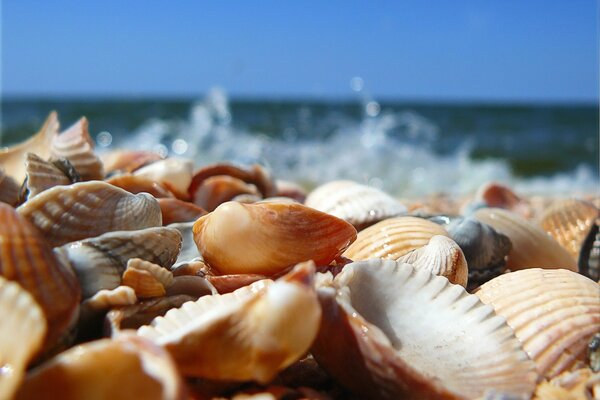 Muscheln am Sandstrand der Küste