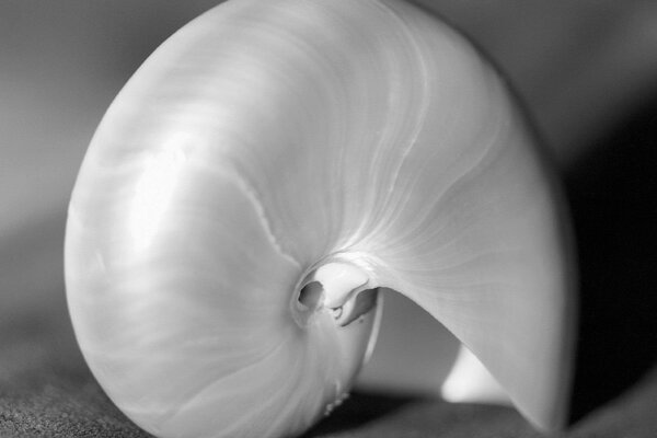 Large image of a shell in black and white format