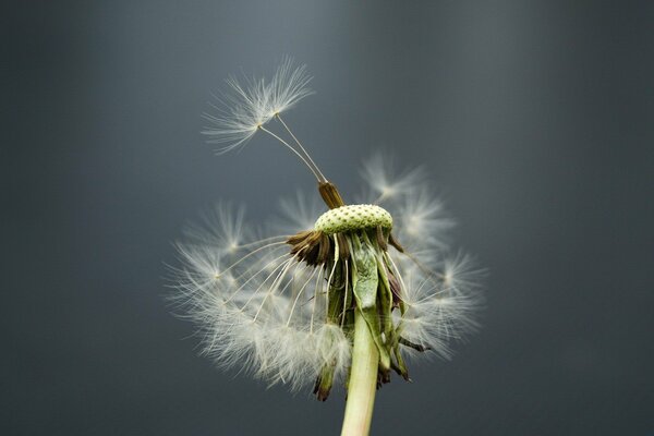 The last undeleted dandelion seeds