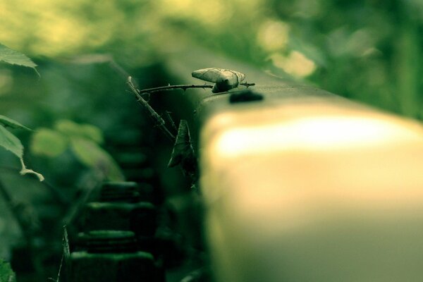 Rails in the grass. Macro shooting of tracks and rails