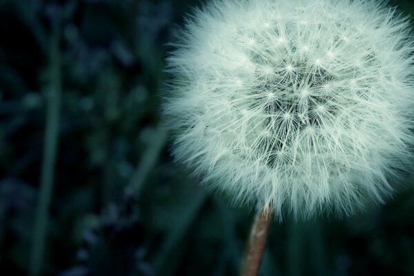 White dandelion on green grass