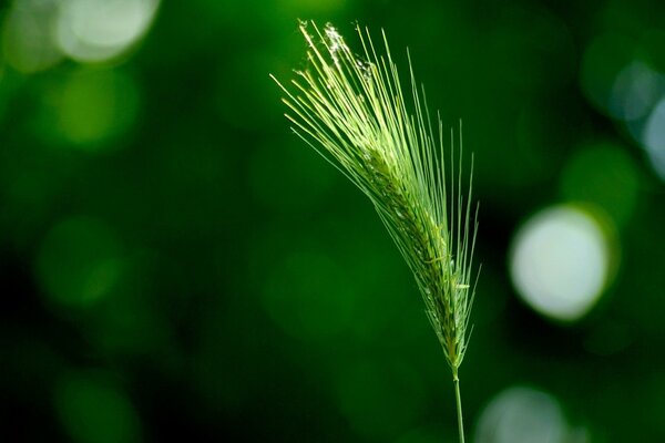 Green ear on a background of greenery