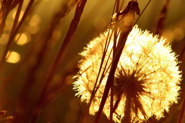 Goldener Löwenzahn bei Abendlicht