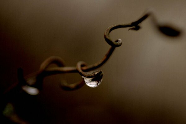 Gotas macro en una rama de uva sobre un fondo sombrío