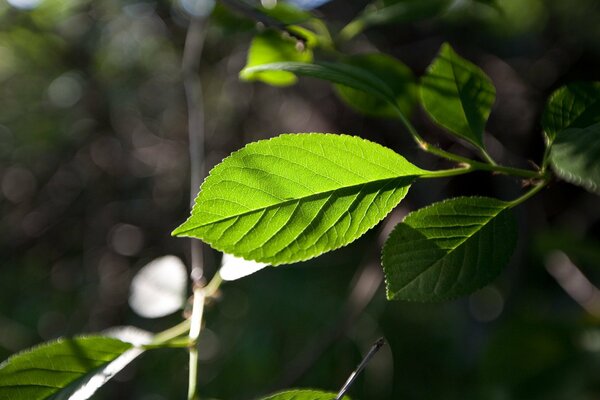 Green lit tree in focus