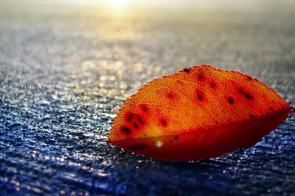 Von der Sonne beleuchtetes orangefarbenes Blatt