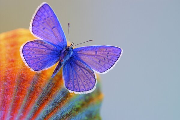 Una mariposa azul vuela sobre un fondo gris