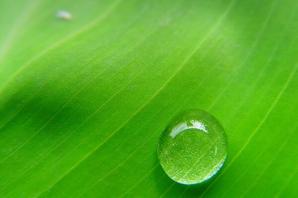 Goccia di rugiada su una grande foglia verde brillante