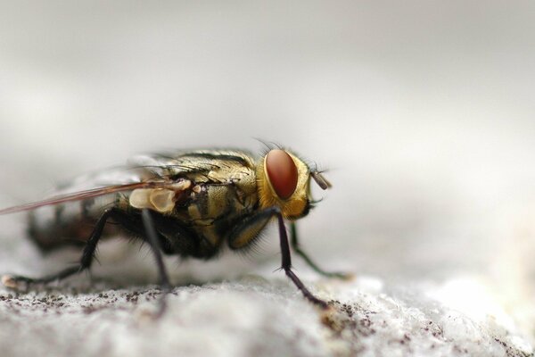 Mosca. Fotografía macro de la mosca del ojo