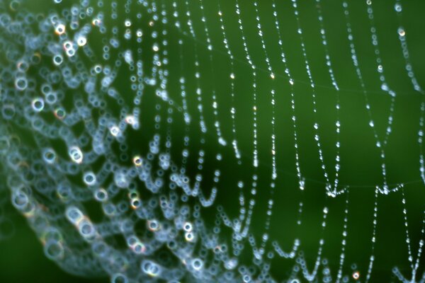 Spider web with water drops on a green background