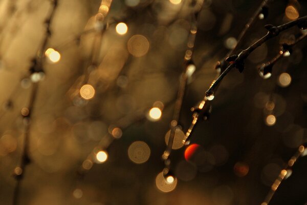 Autumn rain drops on the glass