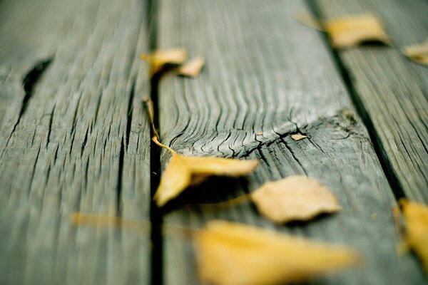 Hojas amarillas de otoño en tablas de madera agrietadas