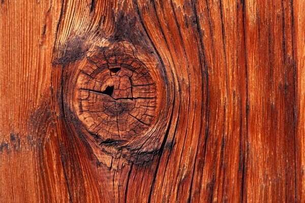 Noeud d arbre avec des microfissures dessiné