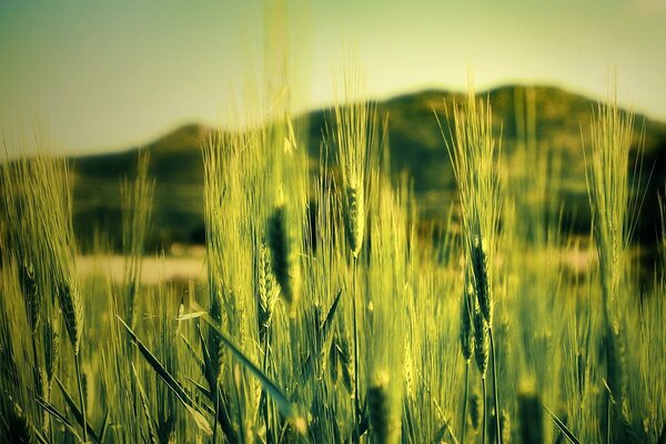 Green ears on the background of hills