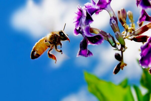 Abeille vole à la fleur pourpre