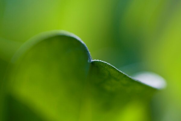 Bordo curvo della foglia verde