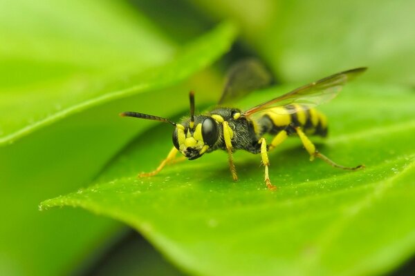 Macro di una vespa seduta su una foglia verde