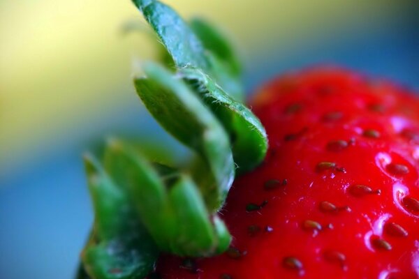 Ossa della fragola in macro fotografia